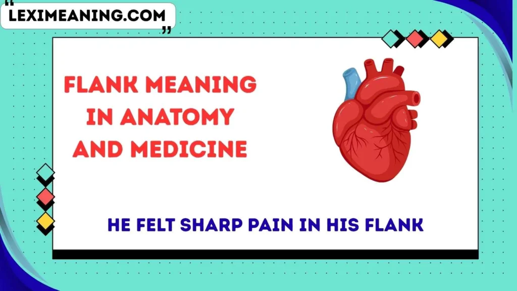 Flank Meaning in Anatomy and Medicine