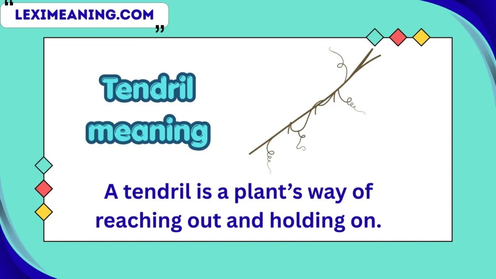 tendril meaning